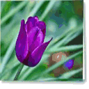 wifeinthebloomstage.com