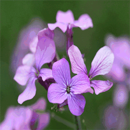 scientia-horti.over-blog.com
