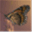 withpause.com