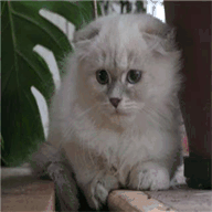 horsducommun-britishs.fr.gd