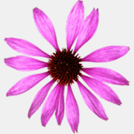 augustusnaturalmedicine.com