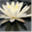 studiolotusblog.wordpress.com