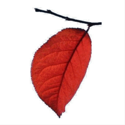 maroonleaf.com