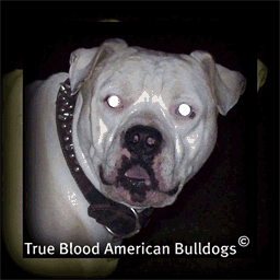 truebloodamericanbulldogs.com