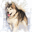 aizhan-malamute.com