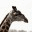 everythingencyclopedia.wordpress.com