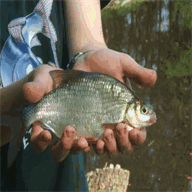 gravenhorster-angler.de.tl