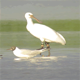 birdwatchingholland.nl