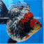 goldfish-union.com