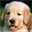 blog.petsftw.com