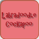 labradoodle-cockapoo.com
