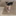 mychihuahuasblog.com