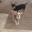 mychihuahuasblog.com