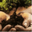 treespecialist.wordpress.com