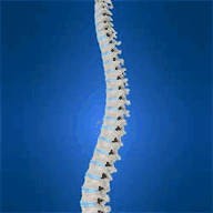 lowbackpainfree.com