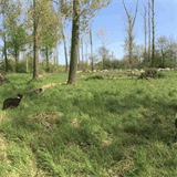 boroughparksurgicalinjuryattorney.com