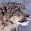 snowleopard.co.vu