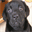 blitzy.over-blog.com