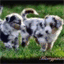 shepherds.tel