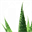 aloeverahealth.co.za