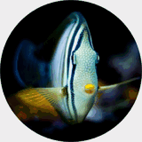 pratreef.com