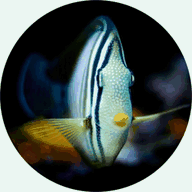 pratreef.com
