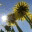 dandelionproject2011.wordpress.com