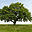oaktreesurgerycenter.com