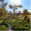 conifertree.wordpress.com