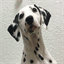 dalmatian.ch