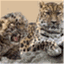 amuurileopardid.wordpress.com