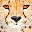cheetahfit.com