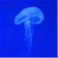 thejellyfishprinciple.wordpress.com