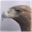 masterfauna.biol.unipr.it