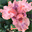 aimeeiris.com