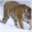 phylumsofanimals.wordpress.com