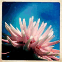 blogseed.net