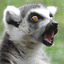 angrylemur.net