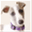 wawhippetrescue.wordpress.com