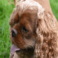 hondenhotel-gambino.be