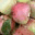 lunchwithdionysus.wordpress.com