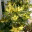 crotons.net