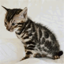 catsiam.ch