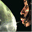 darwinsdream.co.uk