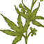 craftelixirs.com