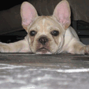 chubbystud.com