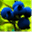 alternativeeating.wordpress.com
