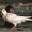 monkeybusinessinyasuni.wordpress.com