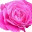 hobbypleasure.wordpress.com