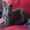 chartreux.de.tl